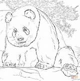 Panda Coloring Giant Pages Printable Pandas Bears Drawing sketch template
