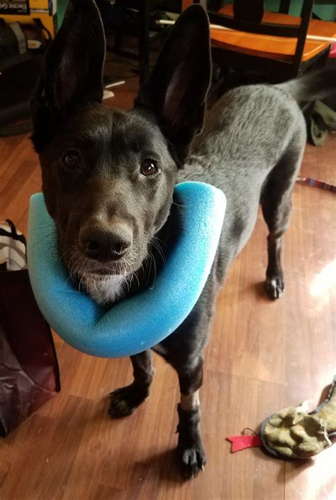 homemade alternatives  dog cone modifications