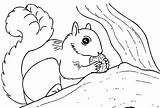Nuts Squirrel sketch template