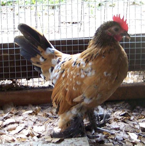 dutch booted bantams aka sablepoots backyard chickens learn   raise chickens