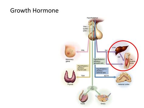 Ppt Growth Hormone Powerpoint Presentation Free Download Id 3201298