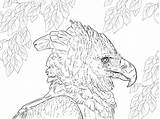 Eagle Harpy Ausmalbilder Philippine Ausmalbild Supercoloring Ausdrucken sketch template