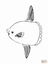 Sunfish Coloring Pages Ocean Drawing Printable Color Version Click Supercoloring Categories sketch template