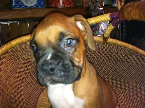 pure bred boxer puppies for sale adoption from oak view
