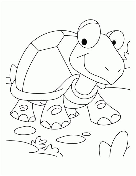 tortoise coloring page coloring home