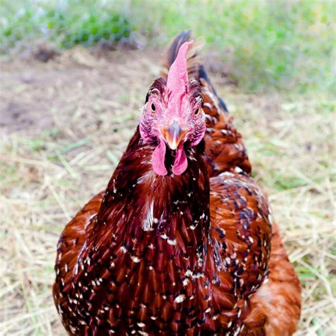 speckled sussex chickens   breed