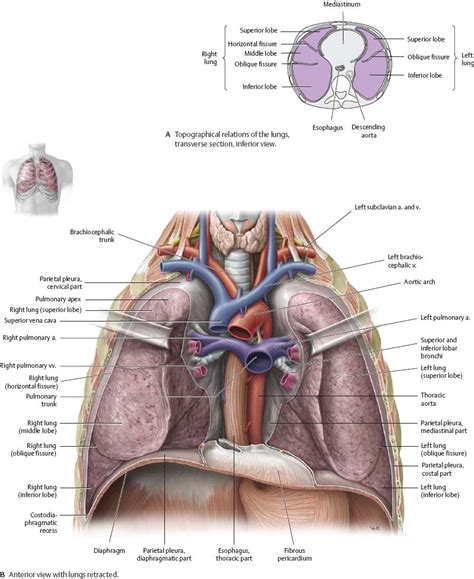 Pleural Cavity Atlas Of Anatomy