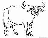 Banteng Mewarnai Paud sketch template