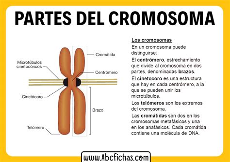 Anatomia Del Cromosoma Y Sus Partes Abc Fichas