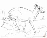 Mouse Deer Coloring Pages Lesser Printable Drawing Supercoloring Categories sketch template