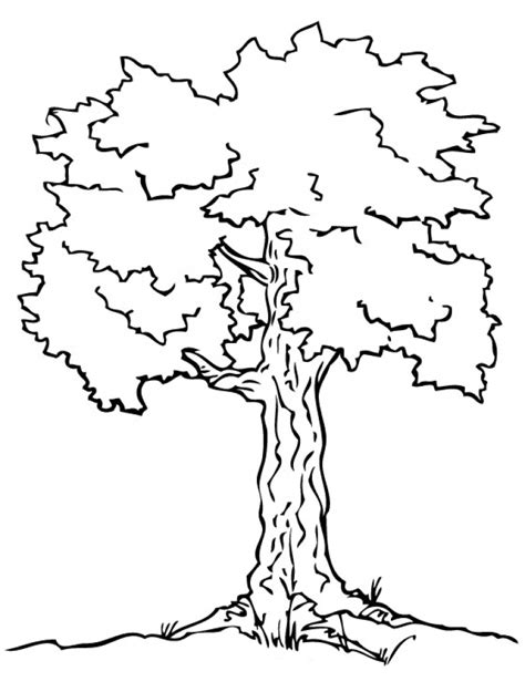 preschool tree coloring pages  print tha