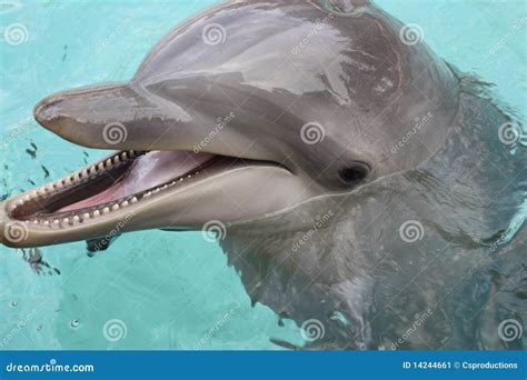 bottle nose dolphin close  stock image image