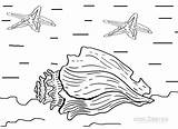 Coloring Pages Seashell Kids Cool2bkids sketch template
