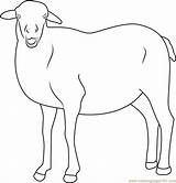 Sheep Coloring Smiling Pages Coloringpages101 Color sketch template