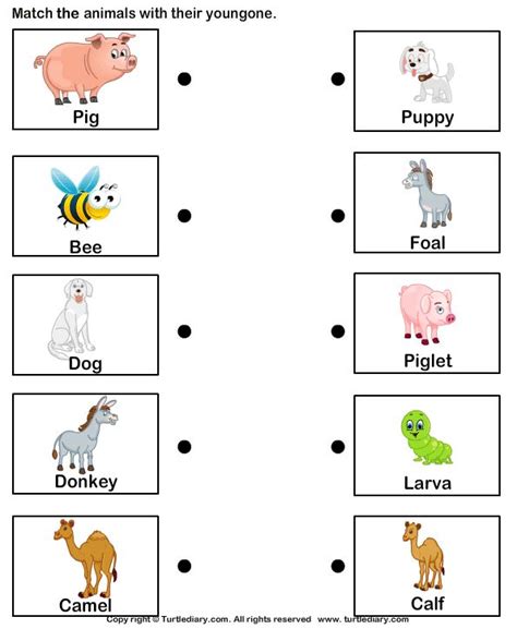 matching worksheet baby animals  adult science  preschool