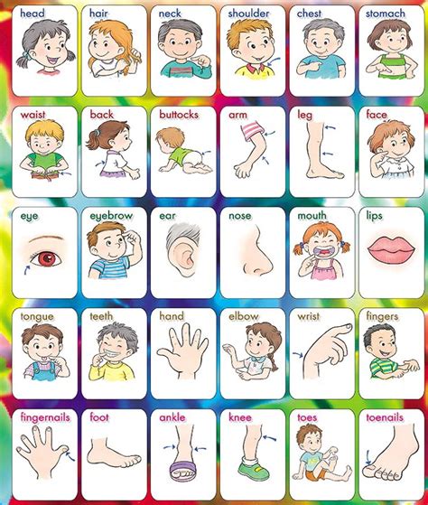 body parts cards printable gif methodsofbusinesssuccess