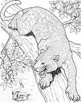 Leopard Coloring Pages Tree Printable Animals Cat Coloriage Realistic Adults Gif sketch template