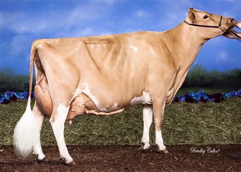 guernsey dairy cattle cattle farming farm animals