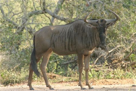 wildebeest animal wildlife