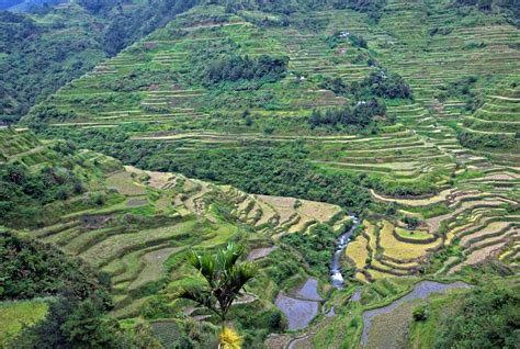 Rice Terraces Of The Philippine Cordillera Regions Of The Philippines