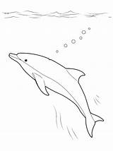 Delfino Delfini Animali Coloradisegni Disegnidacolorare Seguito sketch template