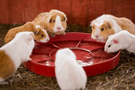 guinea pigs eat sprouts  nutritional benefits