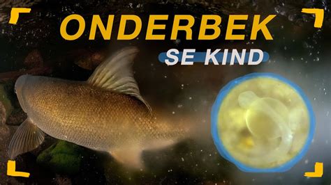 saving sandfish ep onderbek se kind youtube