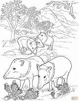Javelina Pigs Wildschwein Waldtiere Tiere Boar Peccaries Malvorlage Supercoloring Malvorlagen Peccary Hog sketch template