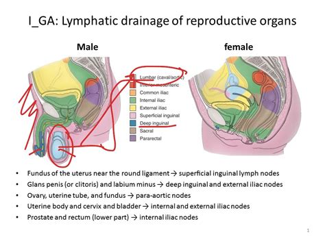 lymphatic drainage of the reproductive organs science showme