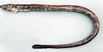 Afbeeldingsresultaten voor Echelus myrus Anatomie. Grootte: 204 x 104. Bron: users.sch.gr