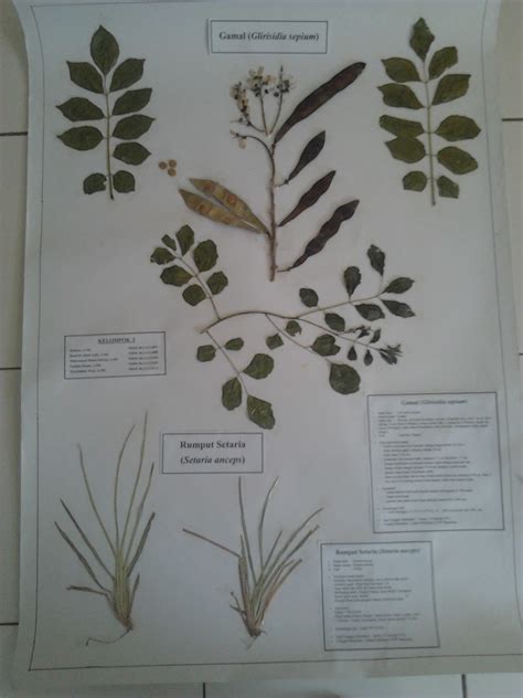 jejak penyuluh  membuat herbarium
