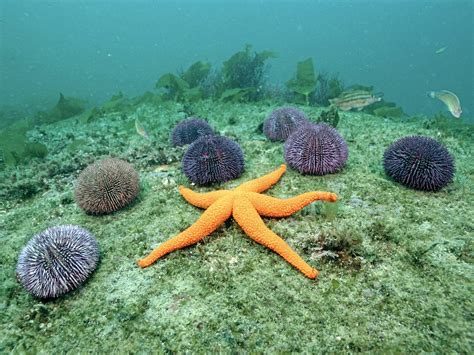 life  starfish life  sea