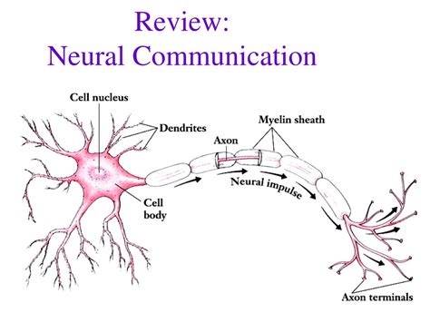Ppt Review Neural Communication Powerpoint Presentation