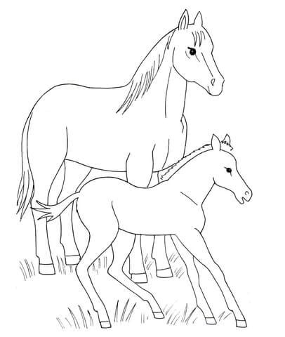 colouring pages horses  foals trends natad daily updates