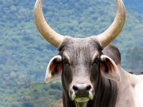 flying ox kills   egypt     slaughter house mena