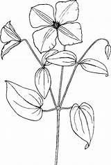 Clematis Coloring 800px 61kb sketch template