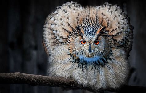 animals nature owl birds wallpapers hd desktop  mobile backgrounds