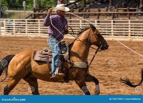 cowboy roping  calf  rodeo  south dakota editorial stock image image  rider west