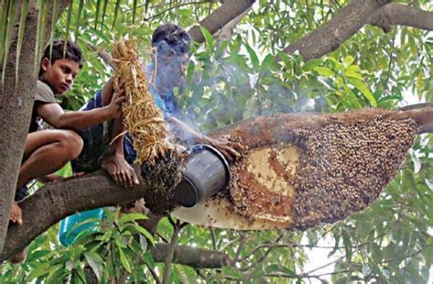 Mother Nature Brave Honey Hunters Of Sundarban Forest