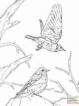 Bluebird sketch template