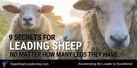 leading sheep rapidstart leadership