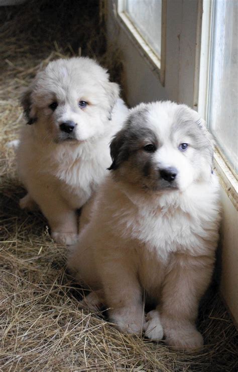 great pyrenees dogs images  pinterest mountain dogs