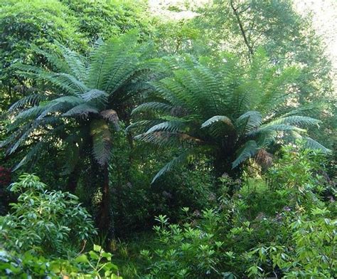 dicksonia antarctica tasmanian tree fern 200 spores