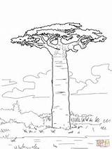Baobab Coloring Tree Pages Trees Printable African Drawing Grandidier Supercoloring Leaves Colouring Africa Drawings Color Simple Baobabs Outline Template Kids sketch template