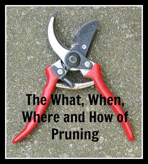 basic pruning tips garden matter