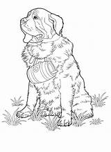 Shih Tzu Coloring Pages Getcolorings sketch template