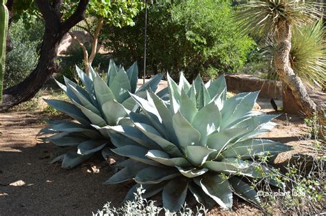 drought tolerant  beautiful whales tongue agave blogs bloglikes