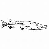 Barracuda Fish Target Fishing Coloring Pages sketch template