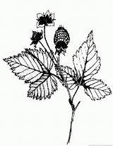 Blackberry Drawing Plant Getdrawings sketch template