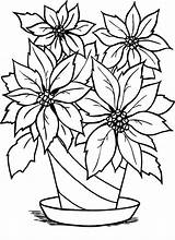 Coloring Poinsettia Flower Pot Flowers Pages Drawing Outline Christmas Clipart Flowerpot Line Drawings Cliparts Color Clip Printable Vase Print Building sketch template